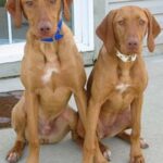 Ungarsk Vizsla Korthåret