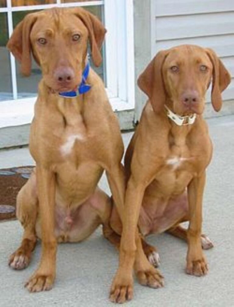 Ungarsk Vizsla Korthåret