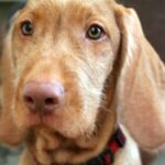 Ungarsk Vizsla Strihåret