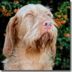 Ungarsk Vizsla Strihåret
