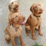 Ungarsk Vizsla Strihåret