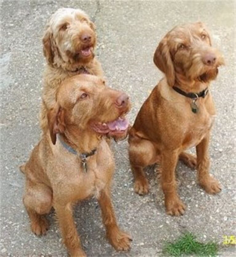 Ungarsk Vizsla Strihåret