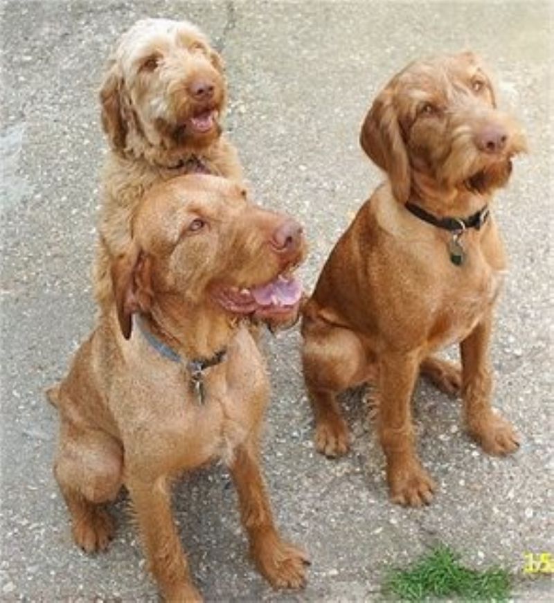 Ungarsk Vizsla Strihåret