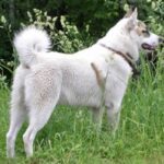 Vestsibirsk Laika
