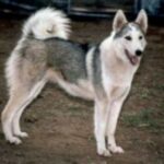 Vestsibirsk Laika