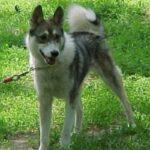 Vestsibirsk Laika