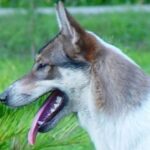 Vestsibirsk Laika