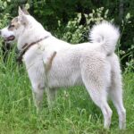 Vestsibirsk Laika