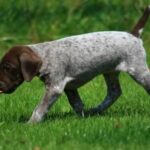 Vorstehhund Korthåret
