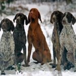 Vorstehhund Korthåret