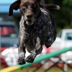 Vorstehhund Korthåret