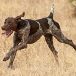 Vorstehhund Korthåret