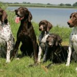 Vorstehhund Korthåret