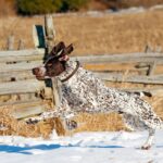 Vorstehhund Korthåret