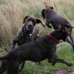 Vorstehhund Korthåret