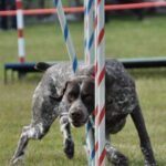 Vorstehhund Korthåret