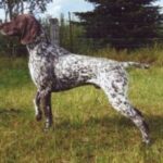 Vorstehhund Korthåret