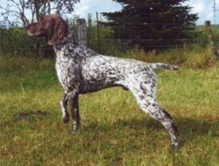 Vorstehhund Korthåret