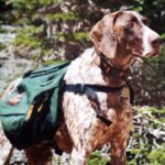 Vorstehhund Korthåret