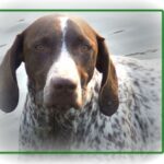 Vorstehhund Korthåret