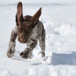Vorstehhund Korthåret