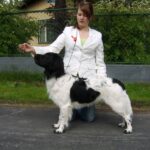 Vorstehhund Langhåret