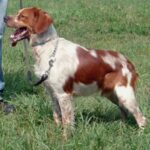 Vorstehhund Langhåret