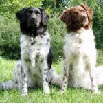 Vorstehhund Langhåret