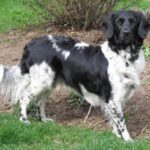 Vorstehhund Langhåret