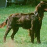 Vorstehhund Langhåret