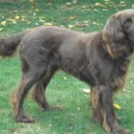 Vorstehhund Langhåret