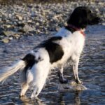 Vorstehhund Langhåret