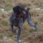Vorstehhund Stikkelhåret