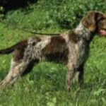 Vorstehhund Stikkelhåret
