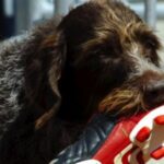 Vorstehhund Stikkelhåret