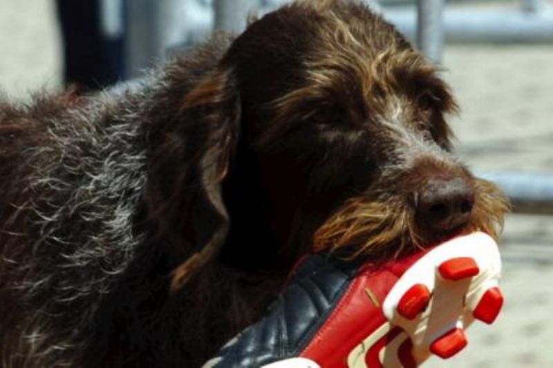 Vorstehhund Stikkelhåret