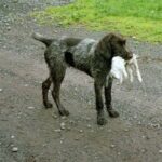 Vorstehhund Stikkelhåret