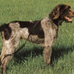 Vorstehhund Stikkelhåret