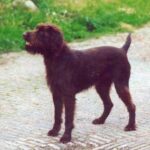 Vorstehhund Stikkelhåret