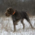 Vorstehhund Strihåret