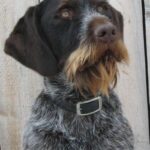Vorstehhund Strihåret