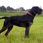 Vorstehhund Strihåret