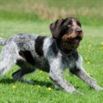 Vorstehhund Strihåret
