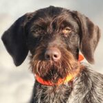 Vorstehhund Strihåret