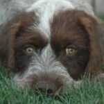 Vorstehhund Strihåret