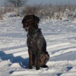 Vorstehhund Strihåret