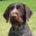 Vorstehhund Strihåret