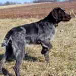 Vorstehhund Strihåret