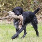 Vorstehhund Strihåret