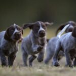 Vorstehhund Strihåret